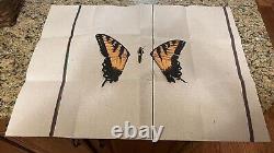 Paramore Brand New Eyes Limited Edition Complete Box Set RARE Low Number (#63)